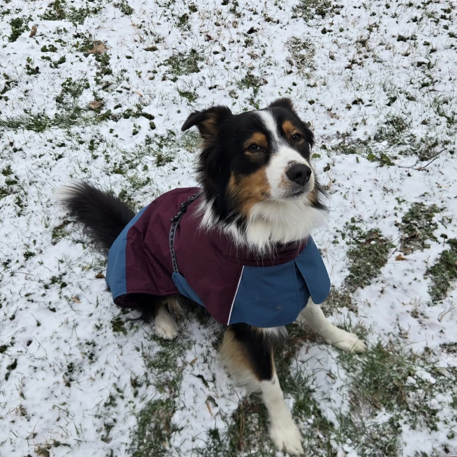 Wasserdicht Hundemantel Wintermantel